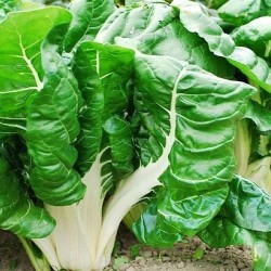 Lettuce Salad Seeds | Vegetable Seeds | Grow healthy, vitamins and minerals rich salad at home Lettuce Salad Seeds | Vegetable Seeds | Grow healthy, vitamins and minerals rich salad at home