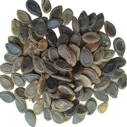 Tinda Round Gourd टिण्डा Vegetable Seeds