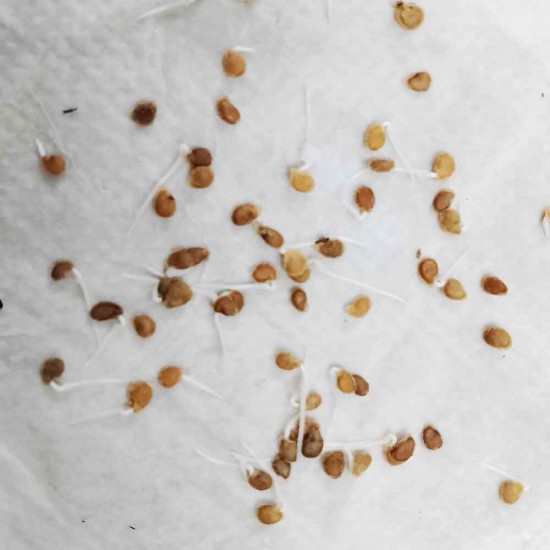 Tomato F1 Hybrid Seeds (Tamatar) | टमाटर के बीज  Tomato F1 Hybrid Seeds (Tamatar) | टमाटर के बीज