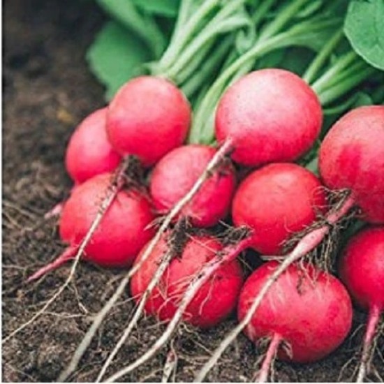 Turnip Red Ball Shalgam Seeds (Set of 100 Seeds) | Vegetable Seeds