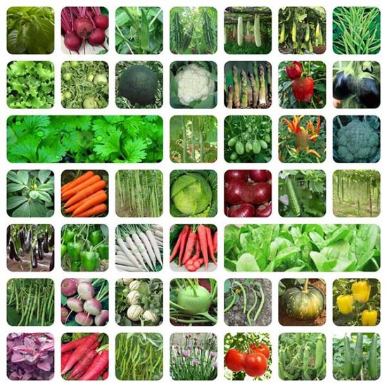 Indian Vegetable Seeds Combo | 45+ Variety (Non GMO) Combo pack.