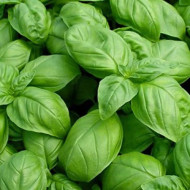 Basil Herb Plant Seeds | Herb Seeds