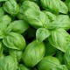 Basil Herb Plant Seeds | Herb Seeds