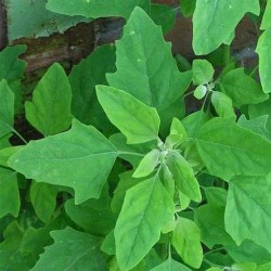 Bathua Desi Saag Leaves Vegetable Best Quality Seeds Home Garden Pack Bathua Desi Saag Leaves Vegetable Best Quality Seeds Home Garden Pack