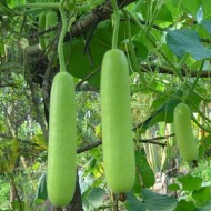 Bottle Gourd Long लौकी Lauki Vegetable Seeds