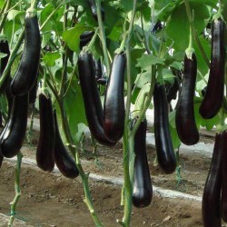 Brinjal Long Baingan variety Seeds | Vegetable Seeds Brinjal Long Baingan variety Seeds | Vegetable Seeds