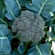 Broccoli Green Gobhi Seeds | Vegetable Seeds