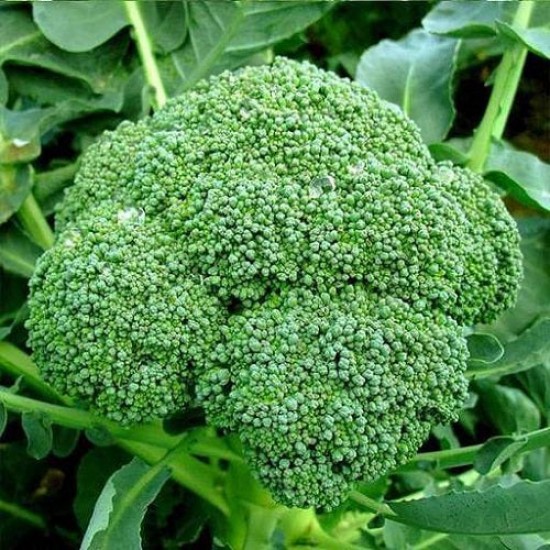 Broccoli Imported Hybrid Vegetable Seeds