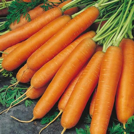 Carrot Nantes Imported Organic Seeds | Vegetable Seeds