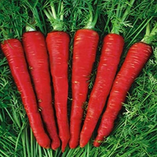 Carrot Red Deep Desi Vegetable Seeds