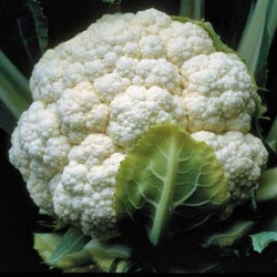 Cauliflower Fool Gobhi Seeds | Vegetable Seeds Cauliflower Fool Gobhi Seeds | Vegetable Seeds