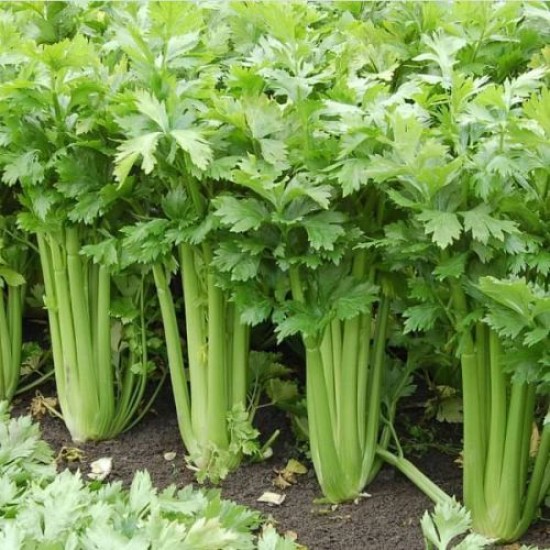 Celery Tall Utah Imported Herb Seeds | Vegetable Seeds