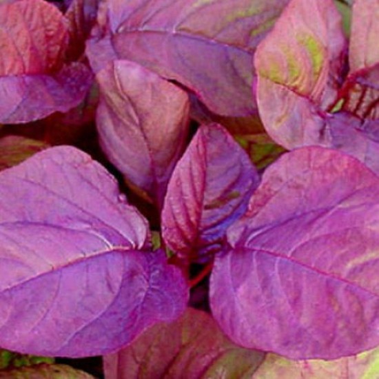 Lal Saag Chaulai Red Amaranth Organic Seeds | Vegetable Seeds