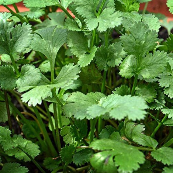 Coriander Dhania Green Aroma हरा धनिया Desi Vegetable Seeds