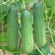 Cucumber Kheera LEO Seed Organic Seeds | Vegetable Seeds