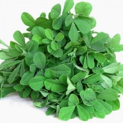 Methi Fenugreek मेथी Organic Medicinal Vegetable Seeds Methi Fenugreek मेथी Organic Medicinal Vegetable Seeds