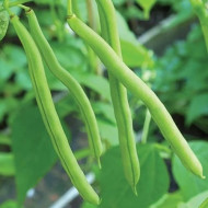 French Bean Vegetable Best Quality Seeds Home Garden Pack