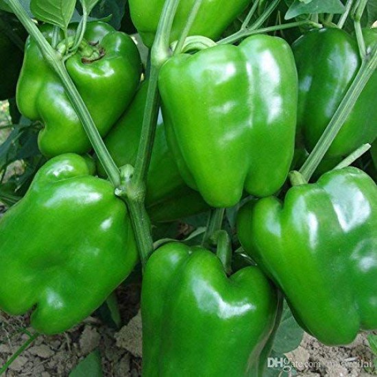 Green Capsicum Shimla Mirch Bell Pepper Imported High Quality Hybrid Seeds | Vegetable Seeds