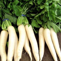 Radish - Desi Vegetable Seeds Radish - Desi Vegetable Seeds