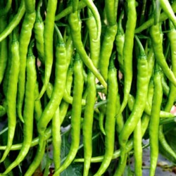 Chilli Hari Mirch Seeds 1 kg pack | Vegetable Seeds Chilli Hari Mirch Seeds 1 kg pack | Vegetable Seeds