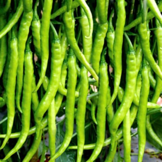Chilli Hari Mirch Seeds | Vegetable Seeds