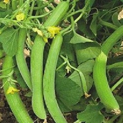Long Melon Kakri Vegetable Seeds Long Melon Kakri Vegetable Seeds