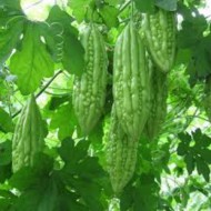 Bittergourd Karela Long High Quality Seeds | Vegetable Seeds