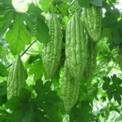 Bittergourd Karela Long High Quality Seeds | Vegetable Seeds Bittergourd Karela Long High Quality Seeds | Vegetable Seeds