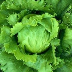 Lettuce Iceberg Round Salad Patta Seeds Seeds | Vegetable Seeds Lettuce Iceberg Round Salad Patta Seeds Seeds | Vegetable Seeds