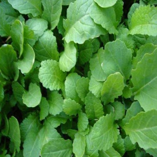 Mustard Sarso Saag Leaves Desi Vegetable Seeds