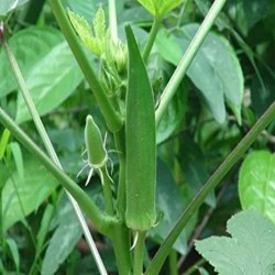 Bhindi भिन्डी Okra Lady Finger Vegetable Seeds Bhindi भिन्डी Okra Lady Finger Vegetable Seeds