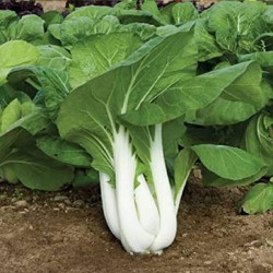 Pak Choy Summer Festival Hybrid Imported Seeds | Vegetable Seeds