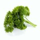 Parsley Moss Curled Imported Herb Seeds | Vegetable Seeds