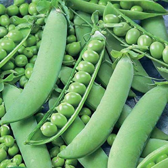 Peas Desi Sweet Matar Organic Seeds | Vegetable Seeds