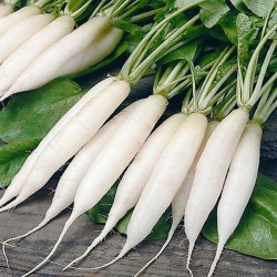Radish Seeds Mooli Long White Desi Vegetable Seeds Pack of approx. 50 Seeds Radish Seeds Mooli Long White Desi Vegetable Seeds Pack of approx. 50 Seeds