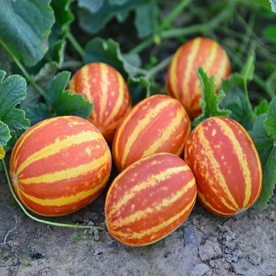 Red Round Kachariya (Senat) Fruit Seeds | Vegetable Seeds