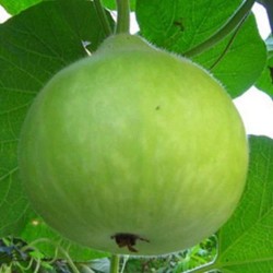 Bottle Gourd Round Gol Ghiya Vegetable Best Quality Hybrid Seeds Home Garden Pack Bottle Gourd Round Gol Ghiya Vegetable Best Quality Hybrid Seeds Home Garden Pack