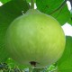 Bottle Gourd Round Gol Ghiya Vegetable Best Quality Hybrid Seeds Home Garden Pack