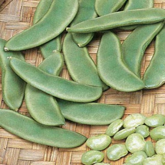 Sem Fali Lima Flat Beans Swati High Quality Seeds | Vegetable Seeds