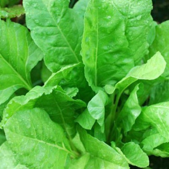 Spinach Palak Vegetable Seeds