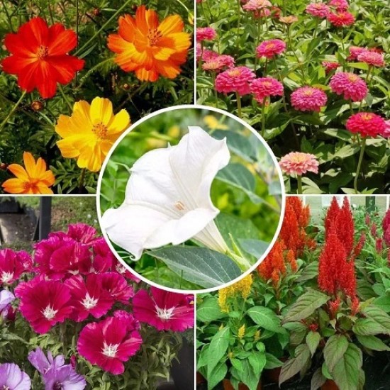 Flower Seeds Combo Pack (Set of 5 Packets) | Zinnia, Clarkia, Celosia, Morning Glory, Cosmos