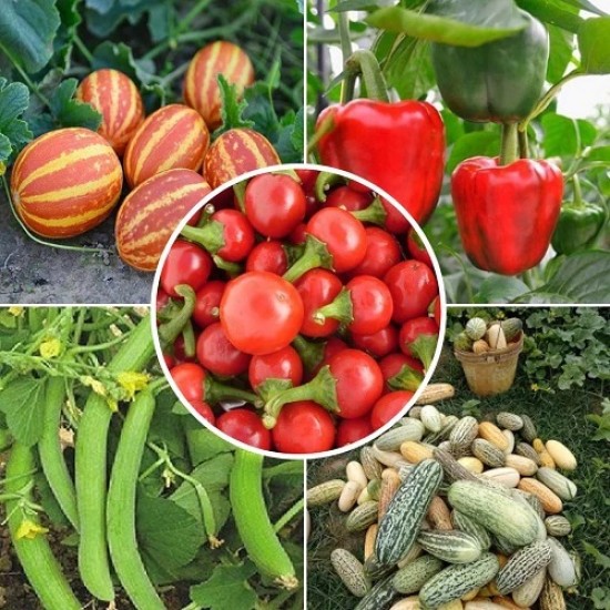 Vegetable Seeds Combo Pack (Set of 5 Packets) | Kachariya, Kakri, Pepper, Kachri Desi, Capsicum