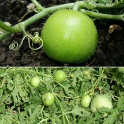 Tinda Round Gourd टिण्डा Vegetable Seeds