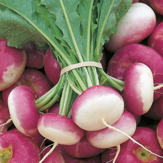 Turnip Seeds Shalgam Vegetable Top Desi Seeds Pack of approx. 100 Seeds