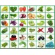 Indian Vegetable Seeds 35+ Variety (Non GMO) Combo pack.