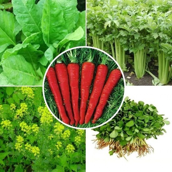 Winter Vegetable Seeds Combo Pack (Set of 5 Packets) | Celery Tall Utah, Carrot, Spinach, Mustard, Fenugreek
