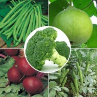 Winter Vegetable Seeds Combo Pack (Set of 5 Packets) | Fava Beans, French Bean, Bottle Gourd, Beetroot, Broccoli