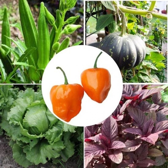 Winter Vegetable Seeds Combo Pack (Set of 5 Packets) | Lady Finger, Pumpkin, Chaulai, Lettuce, Pepper