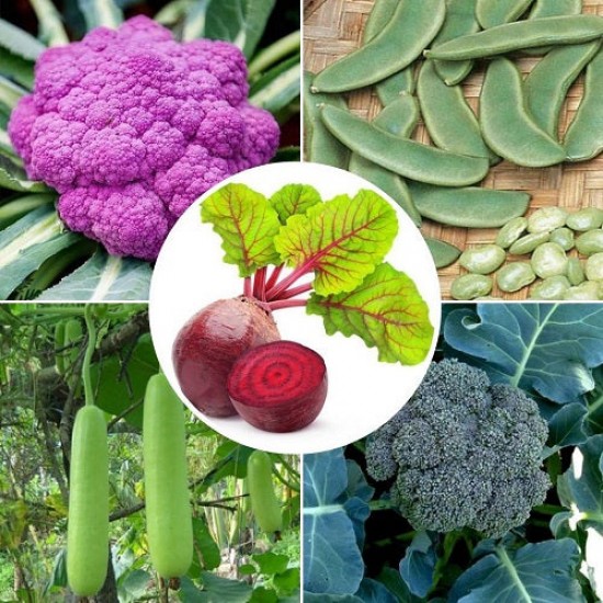 Winter Vegetable Seeds Combo Pack (Set of 5 Packets) | Cauliflower, Beetroot, Broccoli, Lima Flat Beans, Bottle Gourd
