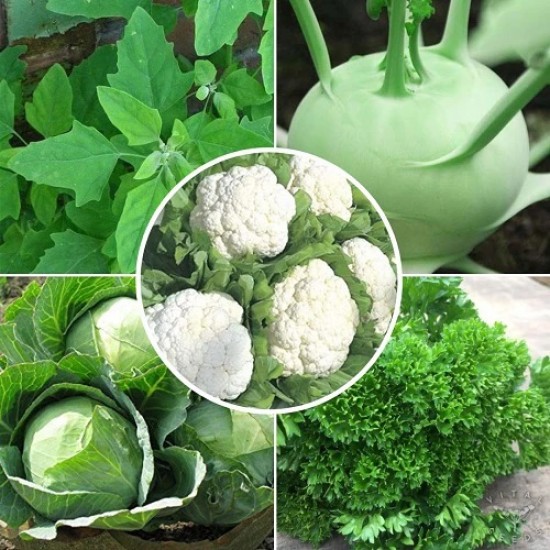 Winter Vegetable Seeds Combo Pack (Set of 5 Packets) | Cabbage, Cauliflower, Kholrabi, Parsley, Bathua
